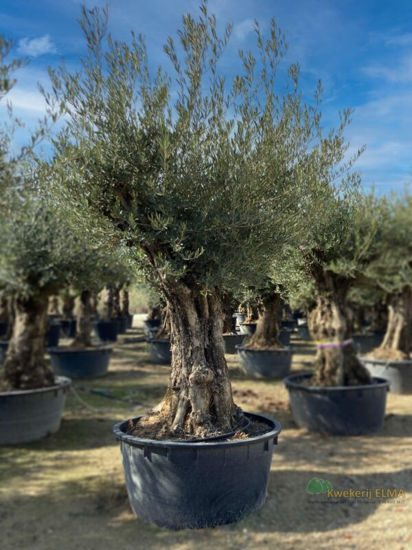 Baum 13 Bearbeitet | Kwekerij Elma