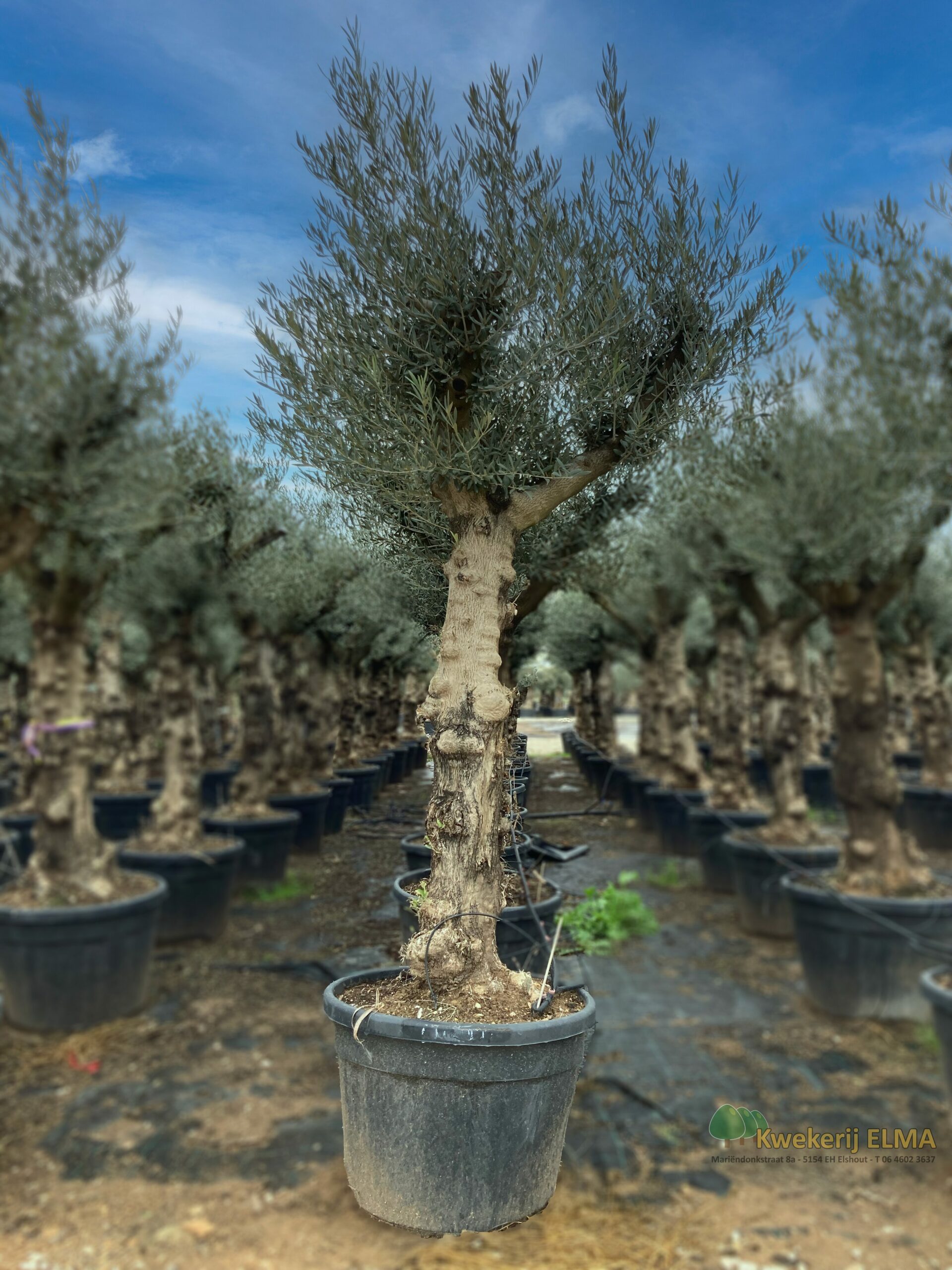 Boom 15 Bewerkt | Kwekerij Elma