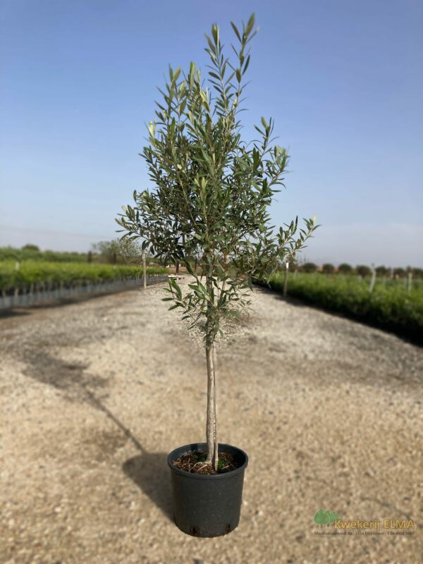 Boom 5 Bewerkt | Kwekerij Elma