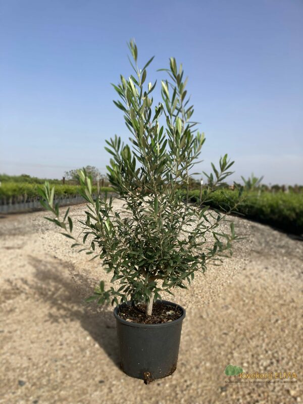 Baum 6 Bearbeitet | Kwekerij Elma