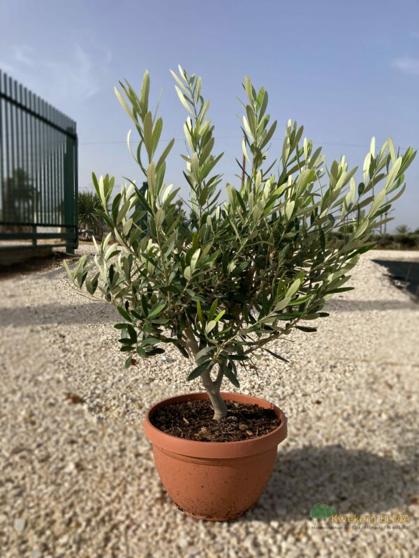 Boom 7 Bewerkt | Kwekerij Elma