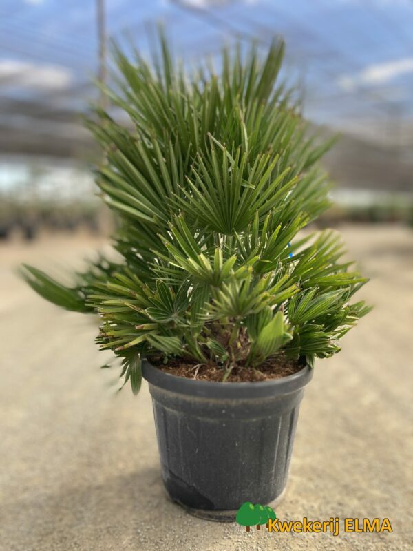 Zwergpalme Chamaerops Vulcano 1 Meter Höhe