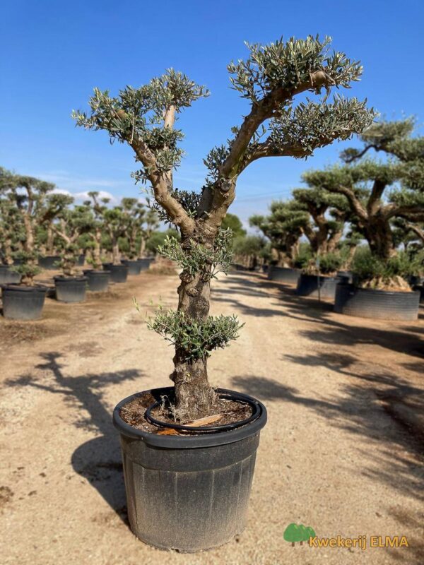 PHOTO20251123105325 €595 | Kwekerij Elma