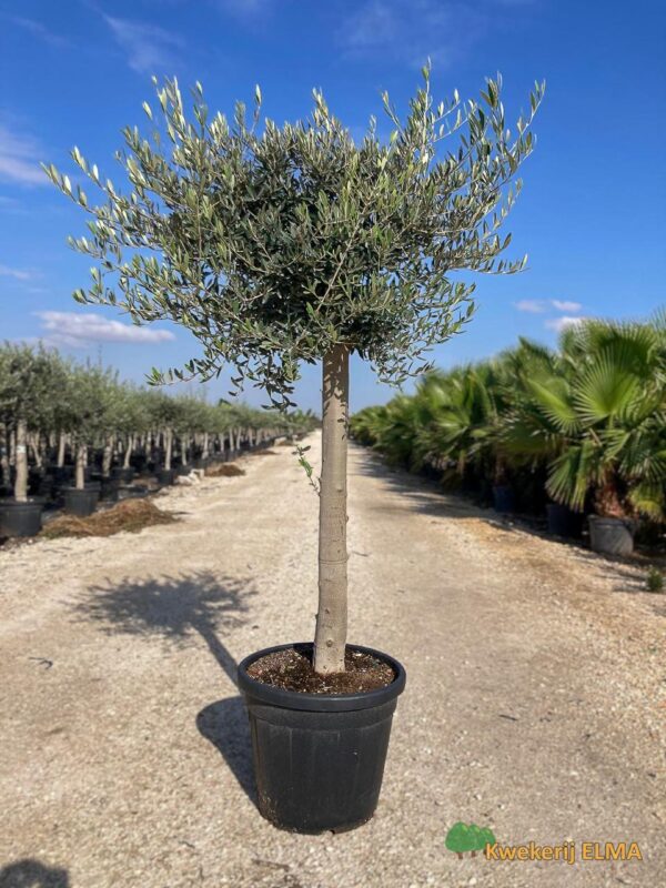 PHOTO20251123105326 €90 | Kwekerij Elma