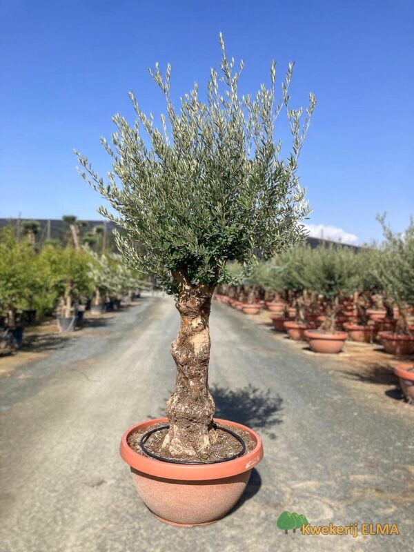 PHOTO20251123105328 €545 | Kwekerij Elma