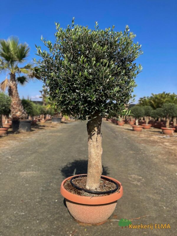 PHOTO20251123105329 €145 | Kwekerij Elma