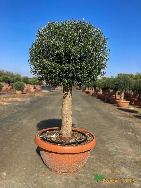 PHOTO20251123105330 €185 | Kwekerij Elma