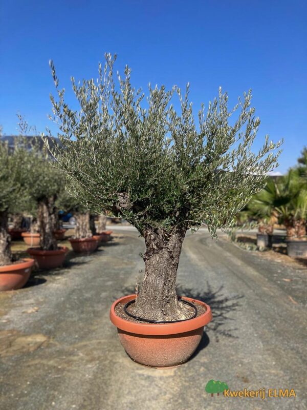 PHOTO20251123105331 €545 | Kwekerij Elma