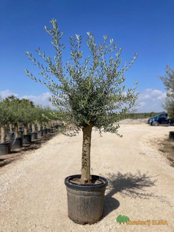 PHOTO20251123105334 €120 | Kwekerij Elma