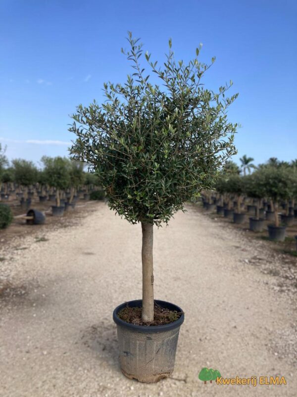 PHOTO20251123105335 €105 | Kwekerij Elma