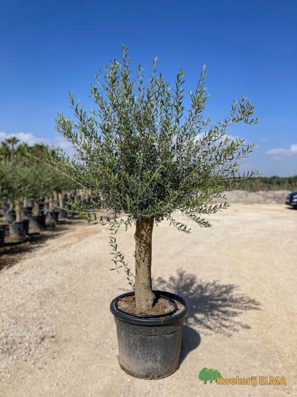 PHOTO20251123105337 €145 | Kwekerij Elma