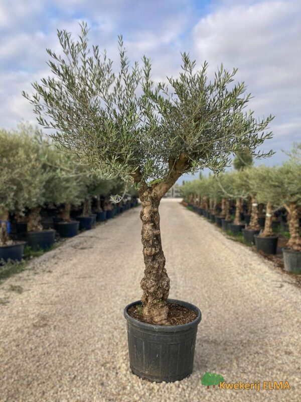 PHOTO20251123105338 €305 | Kwekerij Elma