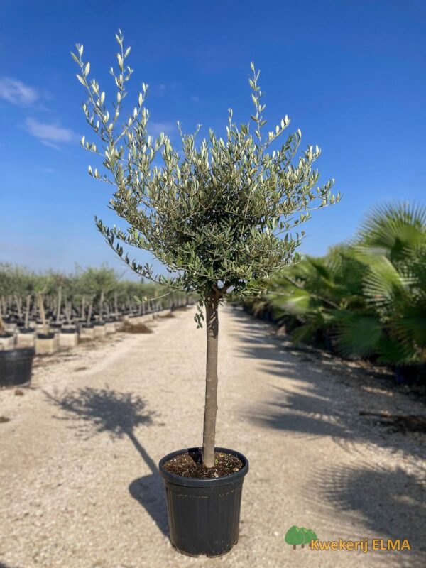 PHOTO20251123105340 €70 | Kwekerij Elma