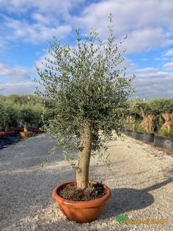 PHOTO20251123105341 €145 | Kwekerij Elma