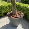 Elma-pots-and-plants-pinienrinde-2